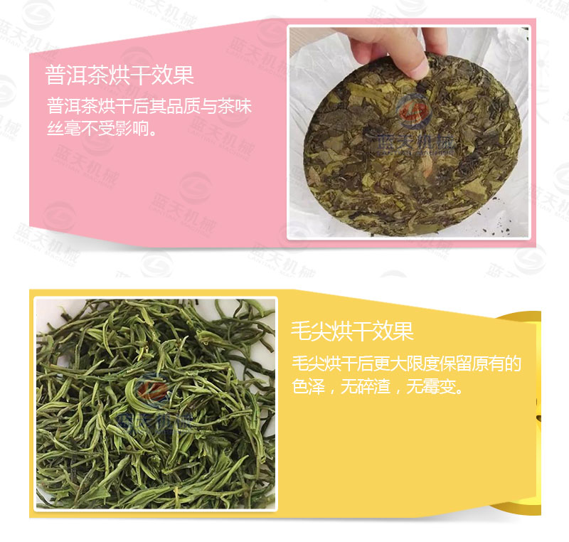 茶葉網(wǎng)帶式烘干機(jī)烘干效果